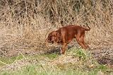 SETTER IRLANDAIS 275
